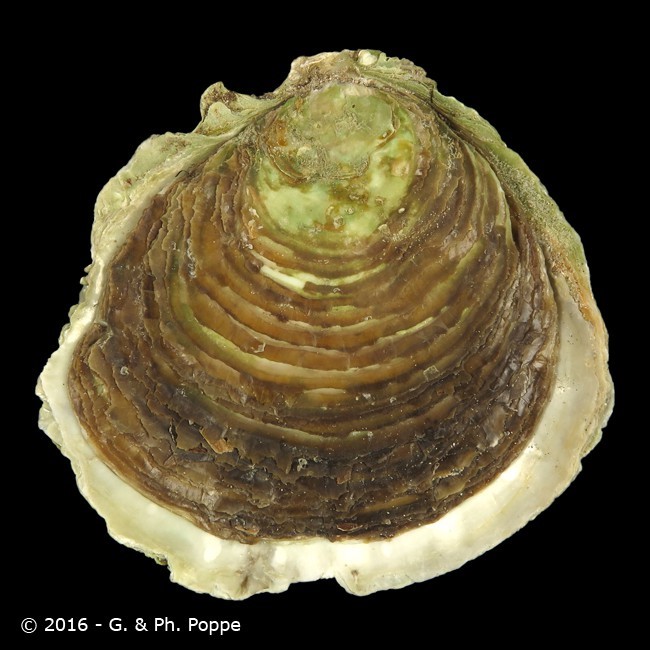 oyster.jpg