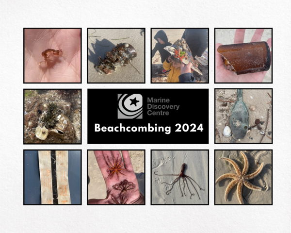 Beachcombing 2024 (1).png