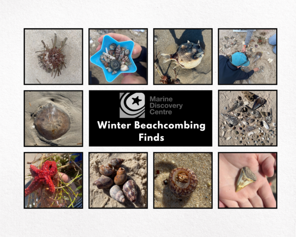 Winter Beachcombing 2024.png